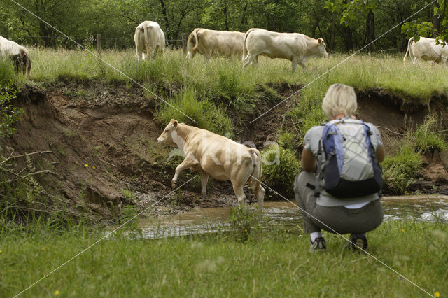 Blonde d'Aquitaine cow (Bos Domesticus)