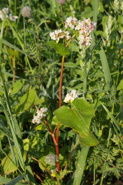 Boekweit (Fagopyrum esculentum)