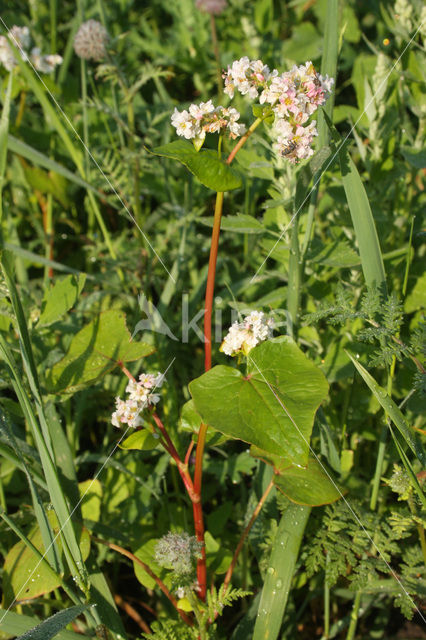 Buckwheat (Fagopyrum esculentum)