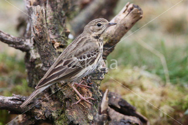 Boompieper (Anthus trivialis)