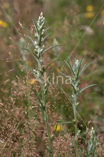 Heath Cudweed (Gnaphalium sylvaticum)