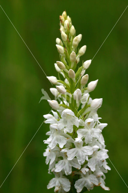 Common Spotted Orchid (Dactylorhiza fuchsii)