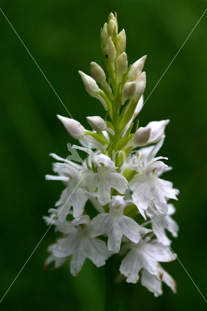 Common Spotted Orchid (Dactylorhiza fuchsii)