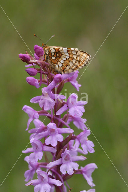 Bosparelmoervlinder (Melitaea athalia)