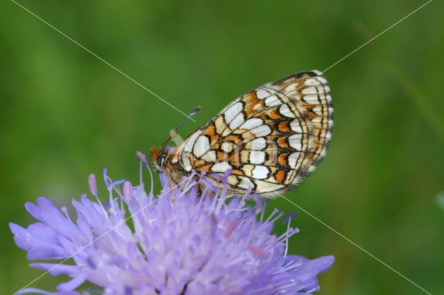 Heath Fritillary (Melitaea athalia)