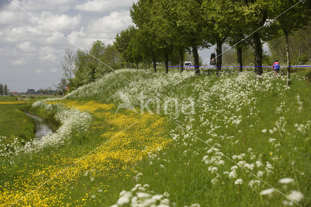 Boterbloem (Ranunculus)