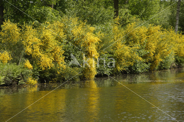 Brem (Cytisus scoparius)