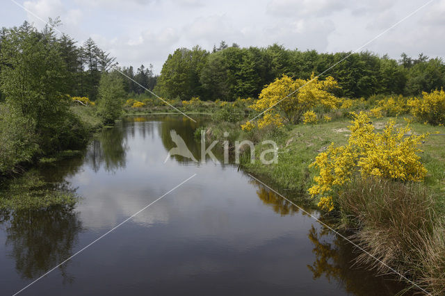 Broom (Cytisus scoparius)