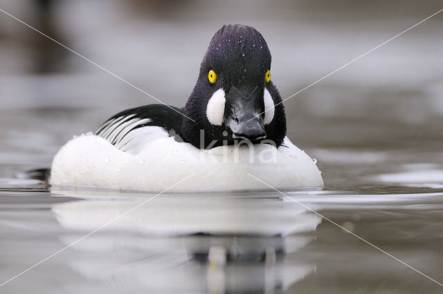 Common Goldeneye (Bucephala clangula)