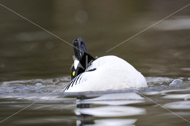 Common Goldeneye (Bucephala clangula)