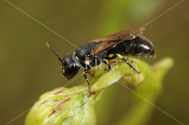 Brilmaskerbij (Hylaeus dilatatus)