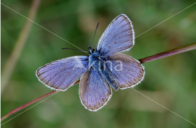 Bruin blauwtje (Aricia agestis)