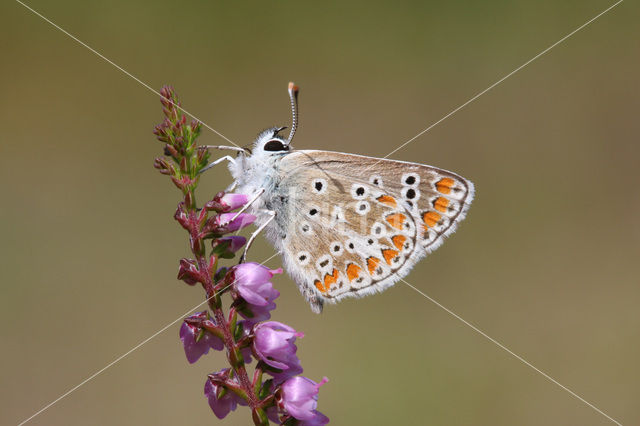 Bruin blauwtje (Aricia agestis)