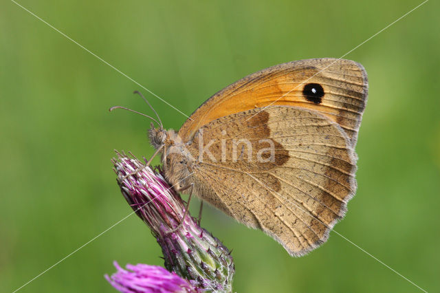 Meadow Brown (Maniola jurtina)