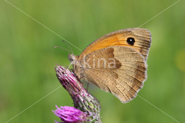 Meadow Brown (Maniola jurtina)