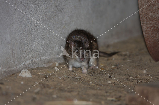 Bruine rat (Rattus norvegicus)