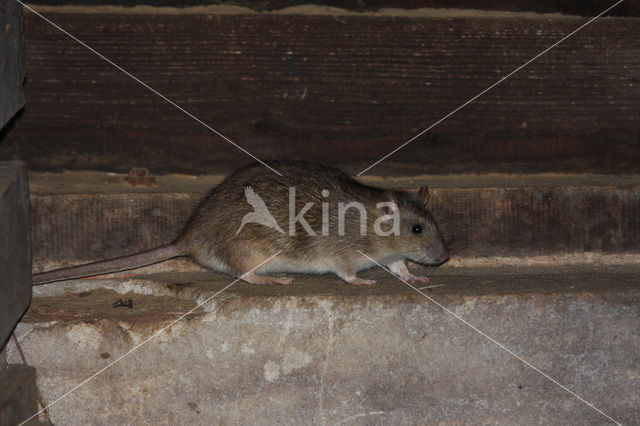 Bruine rat (Rattus norvegicus)