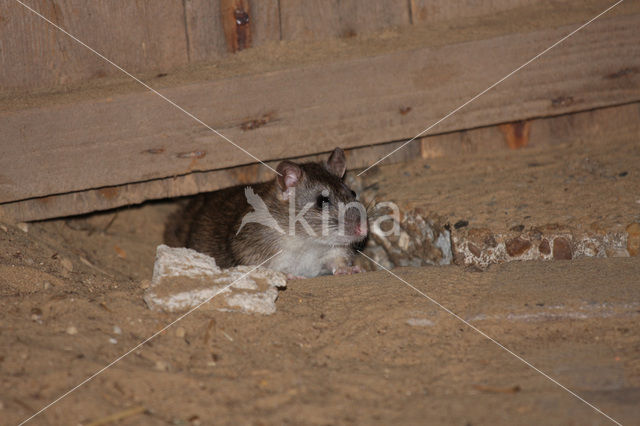 Brown rat (Rattus norvegicus)