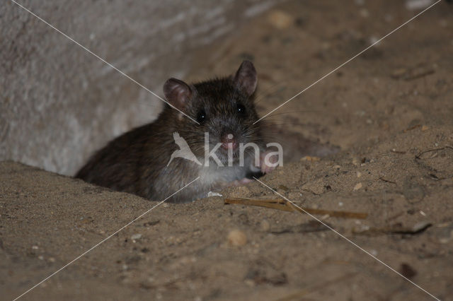 Bruine rat (Rattus norvegicus)