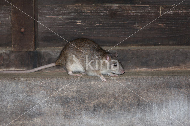 Bruine rat (Rattus norvegicus)