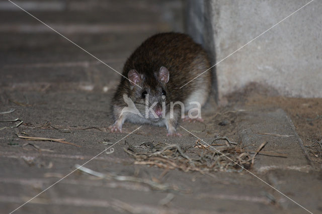 Bruine rat (Rattus norvegicus)