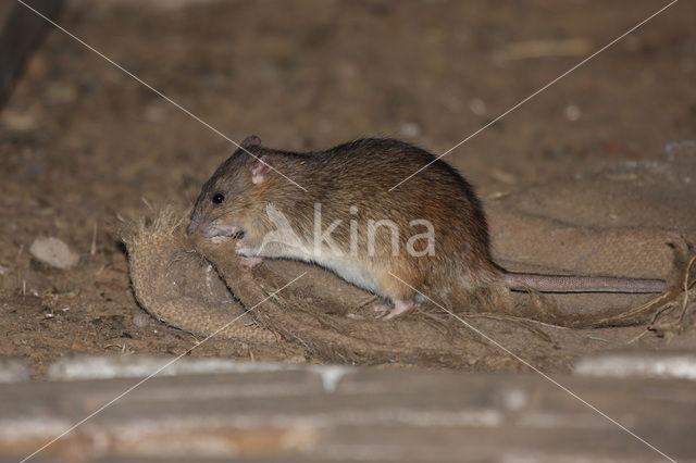 Bruine rat (Rattus norvegicus)