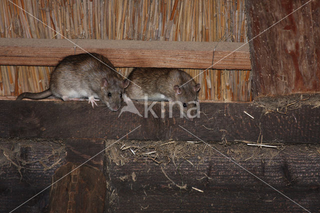 Bruine rat (Rattus norvegicus)