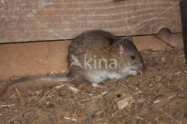 Bruine rat (Rattus norvegicus)