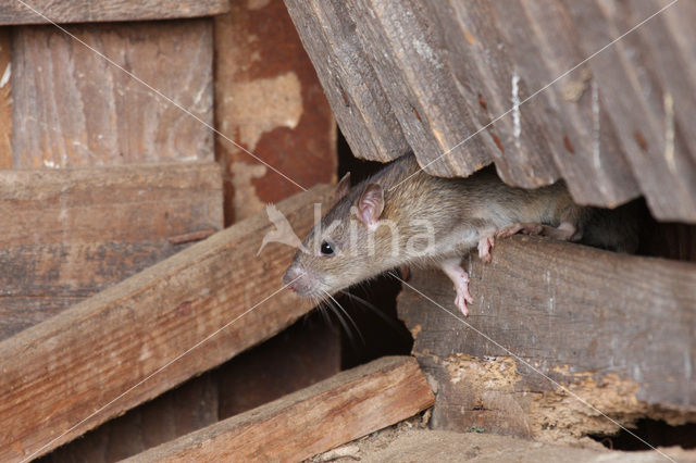 Bruine rat (Rattus norvegicus)