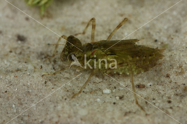 Bruinrode heidelibel (Sympetrum striolatum)