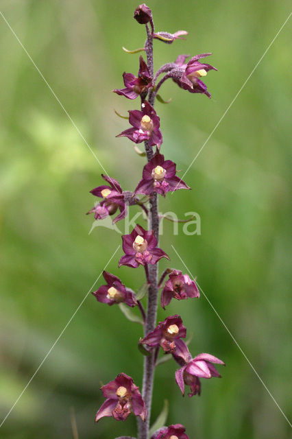 Bruinrode wespenorchis