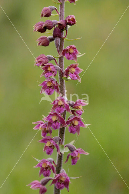 Dark-red Helleborine (Epipactis atrorubens)