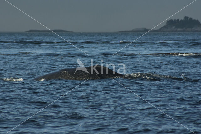 Bultrug (Megaptera novaeangliae)