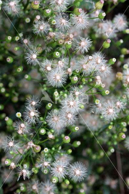 Canadian Fleabane