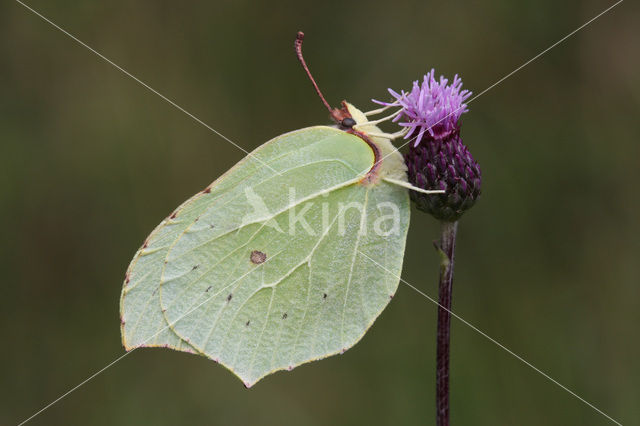 Citroenvlinder (Gonepteryx rhamni)