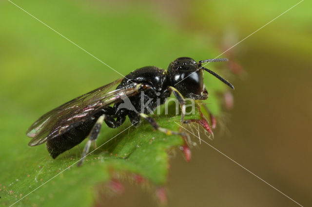 Crossocerus tarsatus