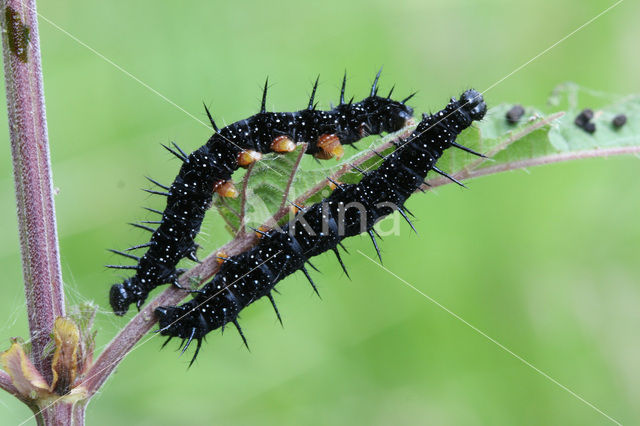 Peacock (Inachis io)