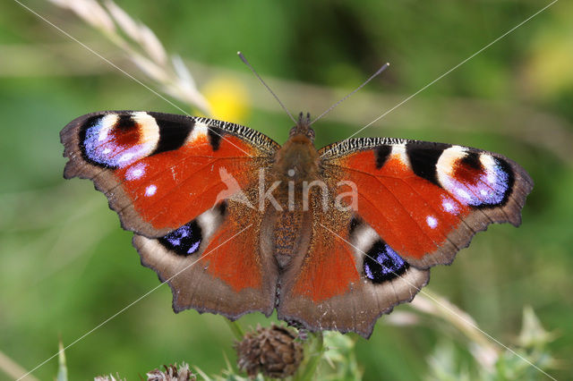 Peacock (Inachis io)