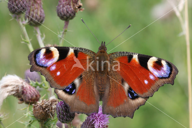 Peacock (Inachis io)