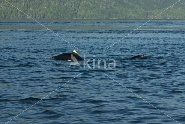 Dall’s Porpoise (Phocoenoides dalli)