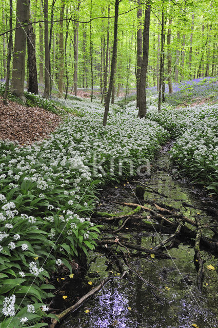 Ramsons (Allium ursinum)