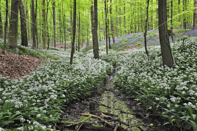 Daslook (Allium ursinum)