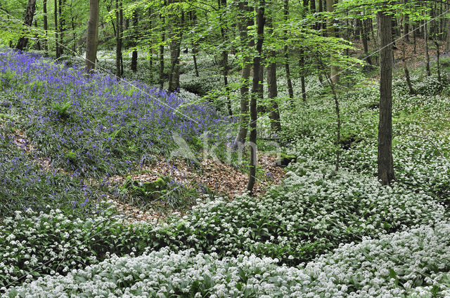 Ramsons (Allium ursinum)