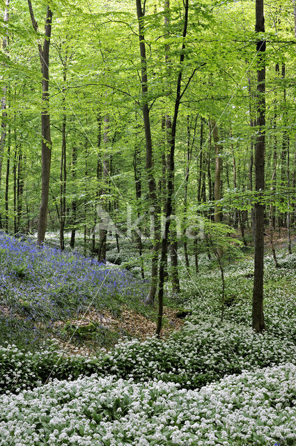 Daslook (Allium ursinum)