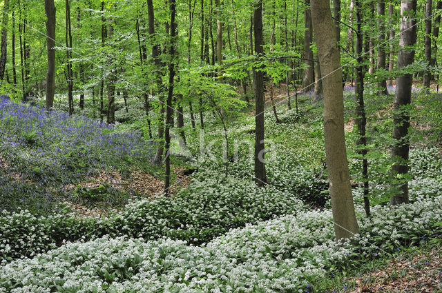 Daslook (Allium ursinum)