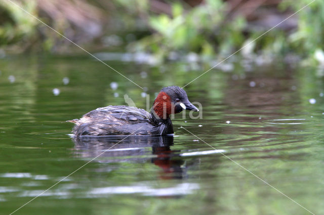 Little Grebe (Tachybaptus ruficollis)