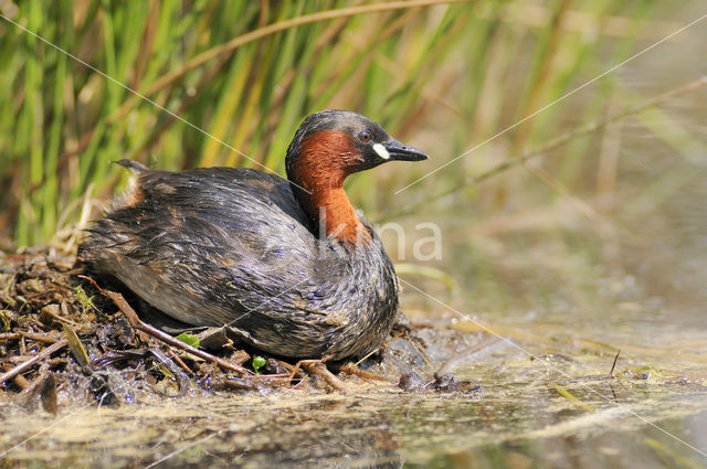 Dodaars (Tachybaptus ruficollis)