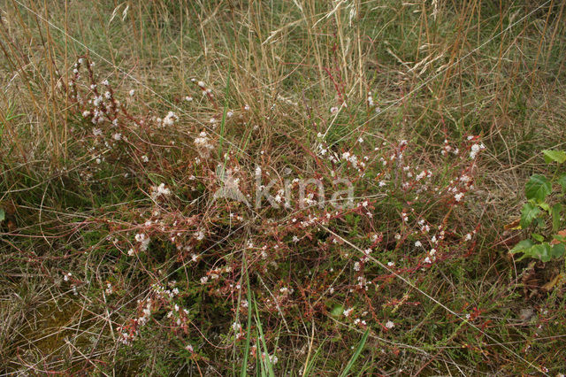 Common Dodder (Cuscuta epithymum)