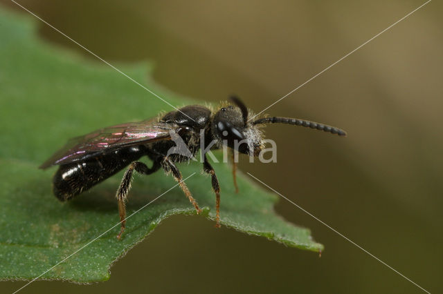 Dwerggroefbij (Lasioglossum pygmaeum)