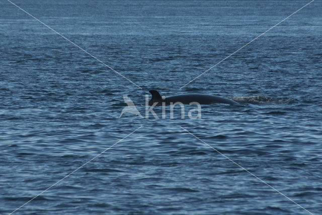 Minke Whale (Balaenoptera acutorostrata)